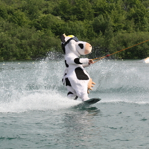 Kuh Lotte beim Wakeboarden in einer Wasserski.Anlage