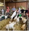 Besucher im Ziegenstall