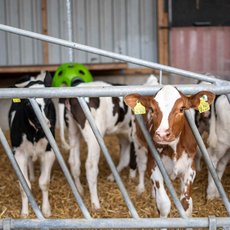 Kälber in der Gruppenhaltung auf dem Thielenhof