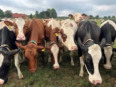 Schwarz- und rot-bunte Kühe als Gruppe auf der Weide, die den Betrachter angucken.
