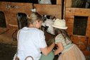 Kälbchen streicheln bei der Hofführung bei Landwirt Peter Legge