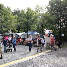 Eine Riesenkuh, die man melken konnte