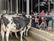 Kühe und Besucher auf dem Hof von Speckmann-Wortmann