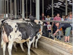 Kühe und Besucher auf dem Hof von Speckmann-Wortmann