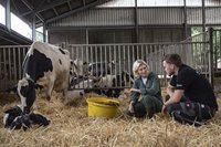 Zwei Personen in einem Kuhstall mit Kuh und Kälbchen