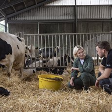 Zwei Personen in einem Kuhstall mit Kuh und Kälbchen