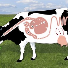 Grafische Innenansichten einer Milchkuh