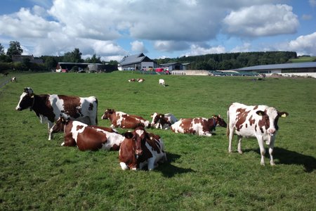 rot-bunte Kühe auf einer Weide vor einem Hof