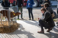 Kälber und Blogger