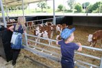 Kinder im Kälberstall bei der Hofführung im Wiersberger Milchhof