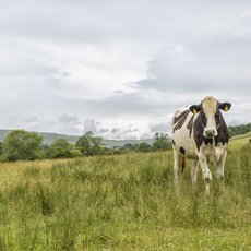 Schwarzbunte Kuh auf der Weide
