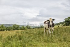 Schwarzbunte Kuh auf der Weide