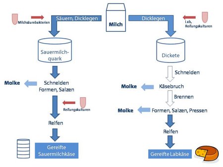 Prozess der Kaeseherstellung in der Molkerei