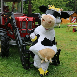 Kuh Lotte mit einem Traktor 